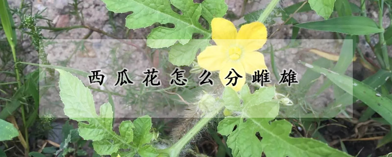 西瓜花怎么分雌雄