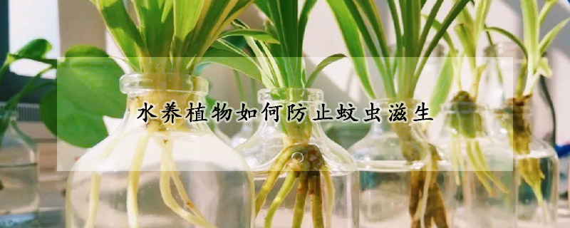 水养植物如何防止蚊虫滋生