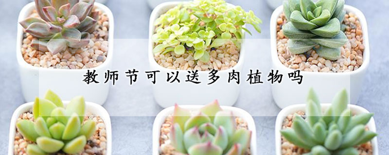 教师节可以送多肉植物吗