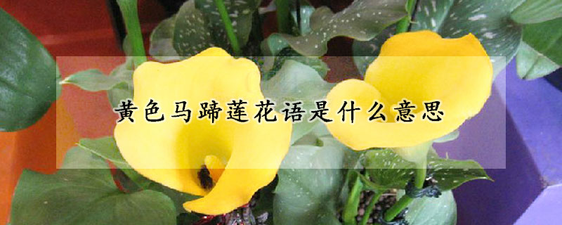 黄色马蹄莲花语是什么意思