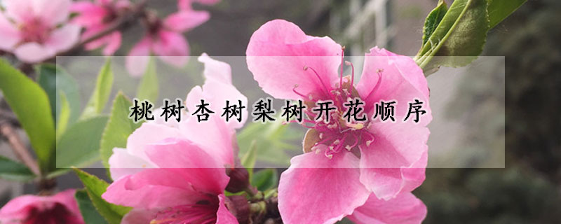 桃树杏树梨树开花顺序