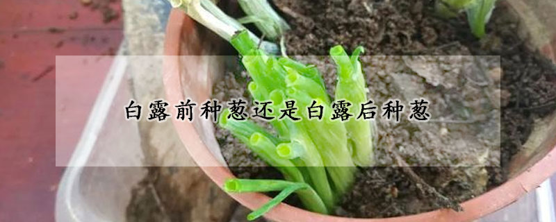 白露前种葱还是白露后种葱