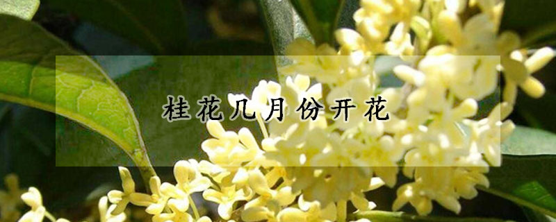 桂花几月开花