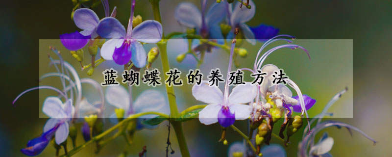 蓝蝴蝶花的养殖方法