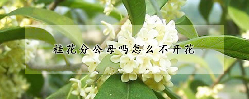 桂花分公母吗怎么不开花