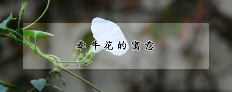 牵牛花的寓意