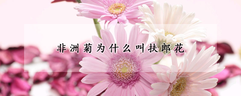 非洲菊为什么叫扶郎花