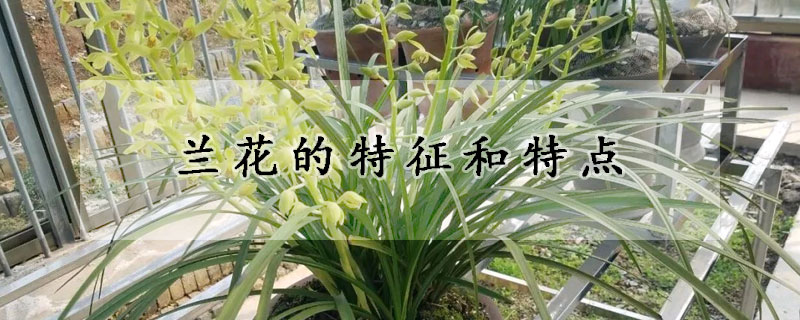 兰花的特征和特点