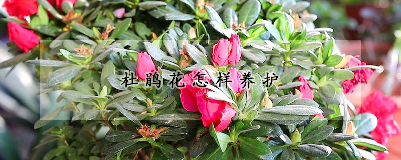 杜鹃花怎样养护