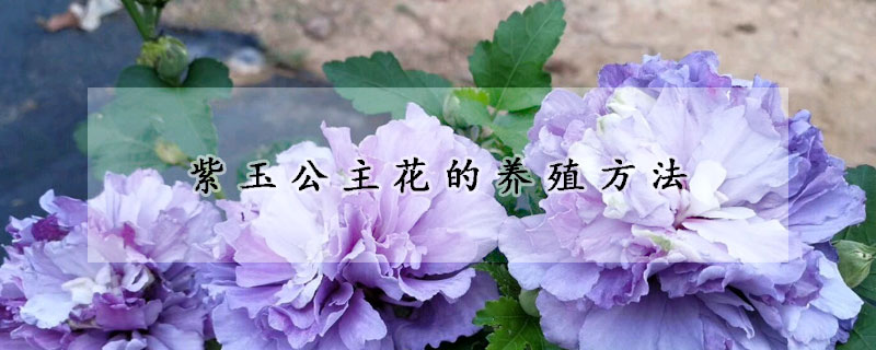 紫玉公主花的养殖方法