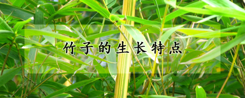 竹子的生长特点
