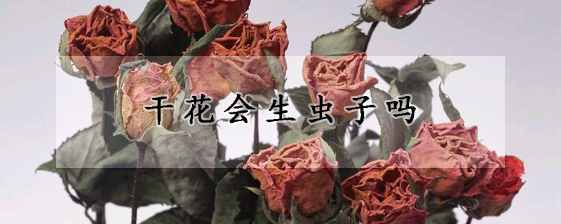 干花会生虫子吗