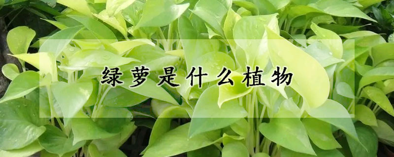 绿萝是什么植物