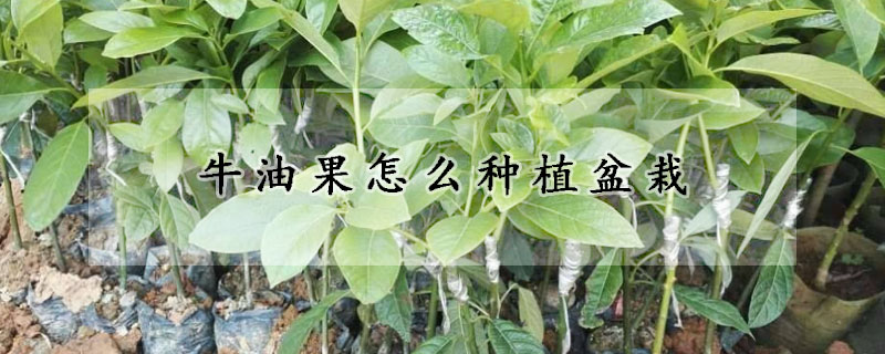 牛油果怎么种植盆栽