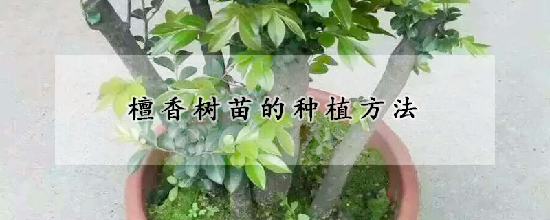 檀香树苗的种植方法