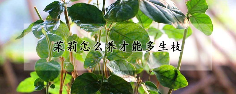 苿莉怎么养才能多生枝