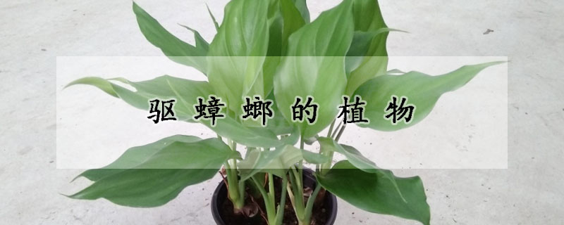 驱蟑螂的植物