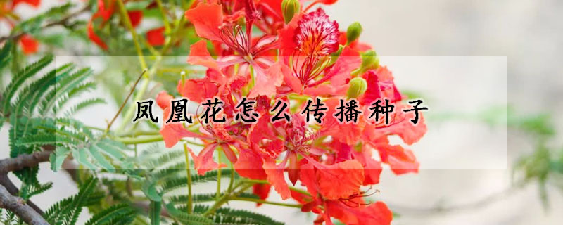 凤凰花怎么传播种子