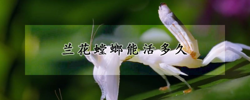 兰花螳螂能活多久
