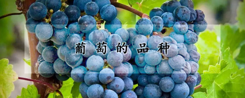 葡萄的品种