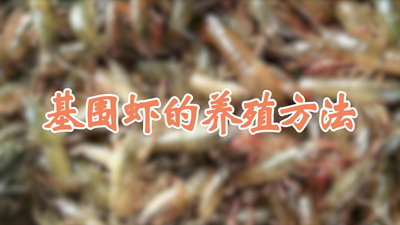 基围虾的养殖方法