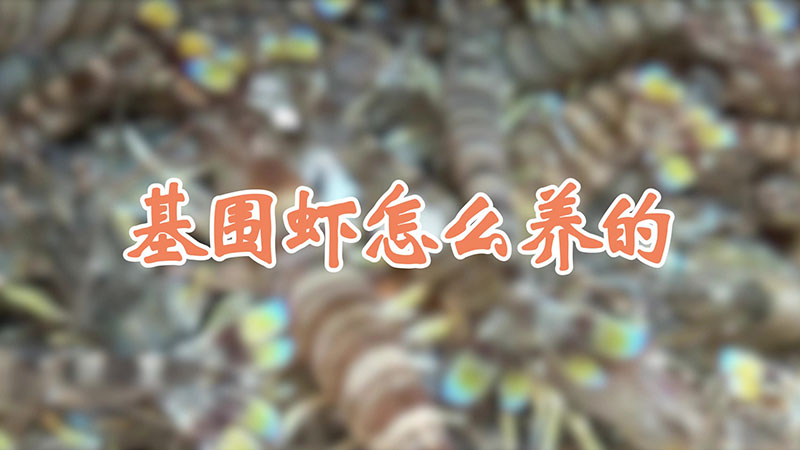 基围虾怎么养的