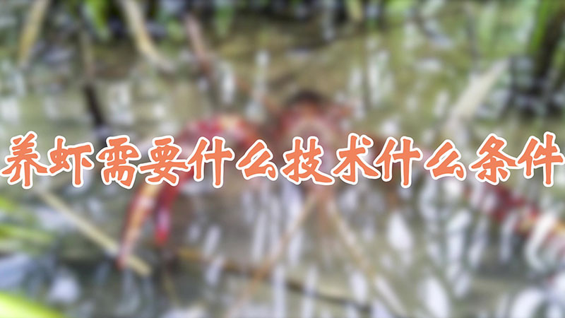 养虾需要什么技术什么条件