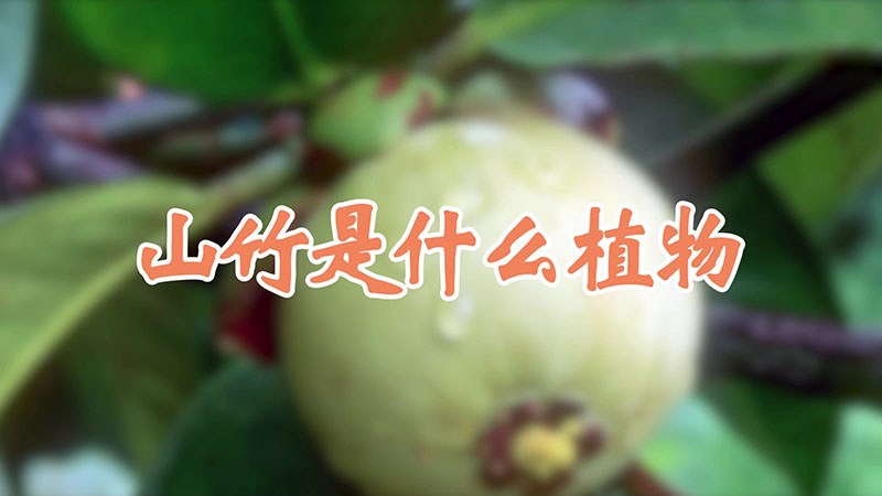 山竹是什么植物