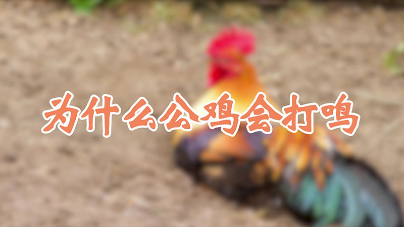 为什么公鸡会打鸣