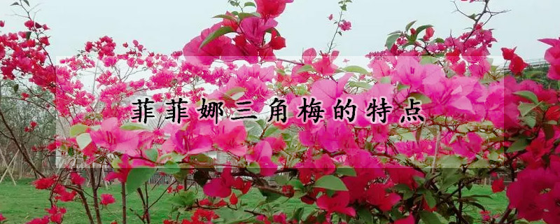 菲菲娜三角梅的特点