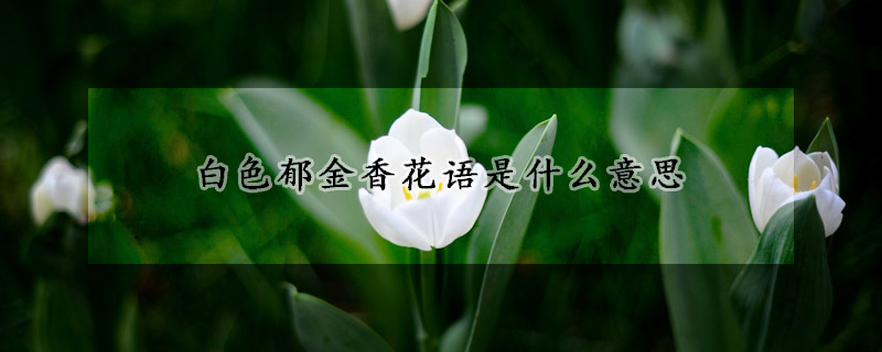 白色郁金香花语是什么意思