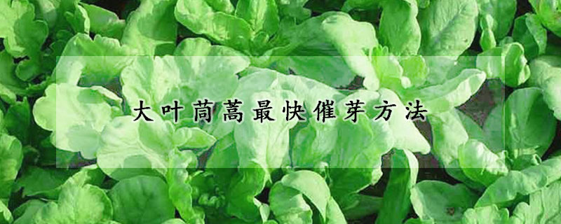 大叶茼蒿最快催芽方法