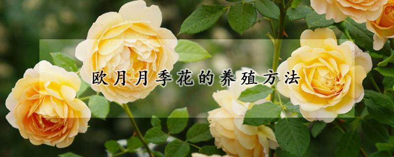 欧月月季花的养殖方法