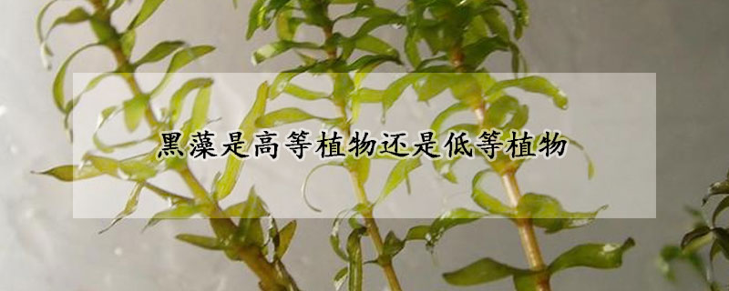 黑藻是高等植物还是低等植物