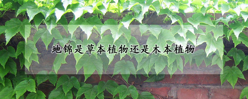 地锦是草本植物还是木本植物