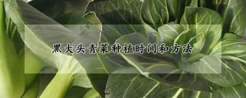 黑大头青菜种植时间和方法