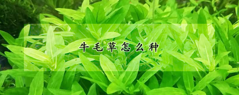 牛毛草怎么种