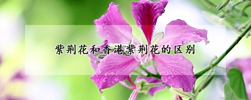 紫荆花和香港紫荆花的区别