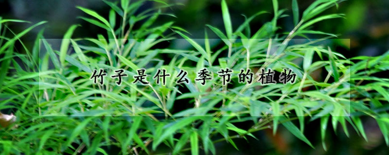 竹子是什么季节的植物