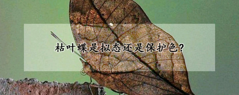 枯叶蝶是拟态还是保护色?