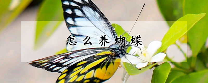 怎么养蝴蝶
