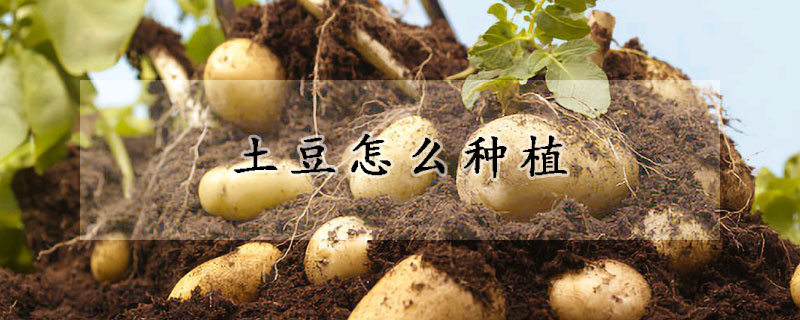 土豆怎么种植