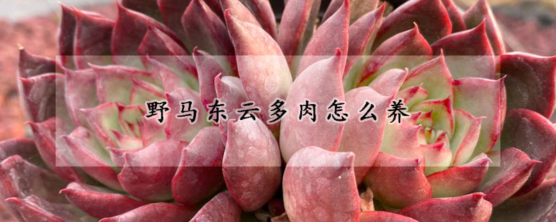 野马东云多肉怎么养