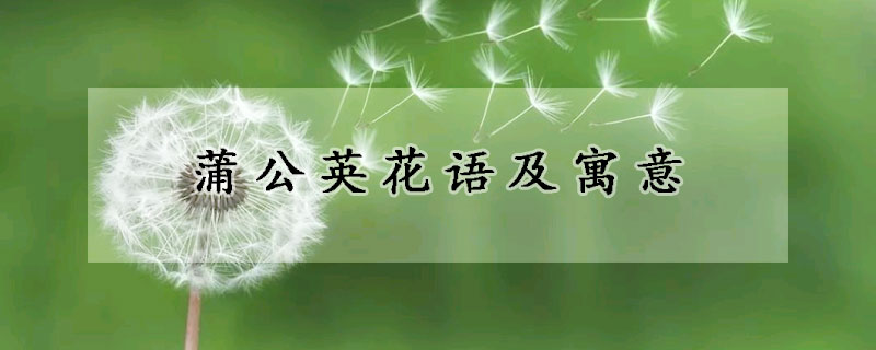 蒲公英花语及寓意