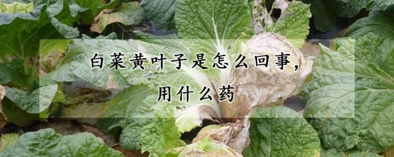 白菜黄叶子是怎么回事,用什么药