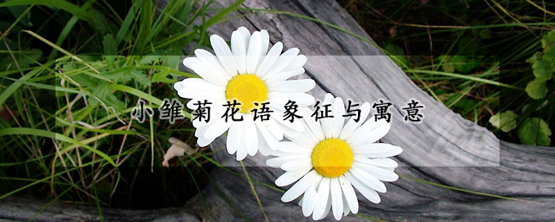 小雏菊花语象征与寓意