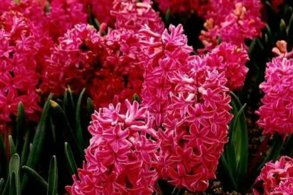 风信子的花语和寓意,象征了什么