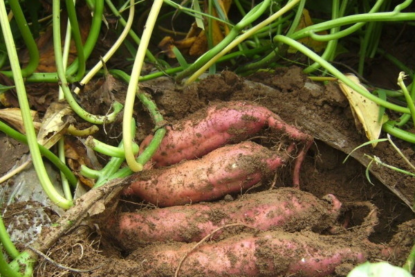 土壤中有哪些动物和植物