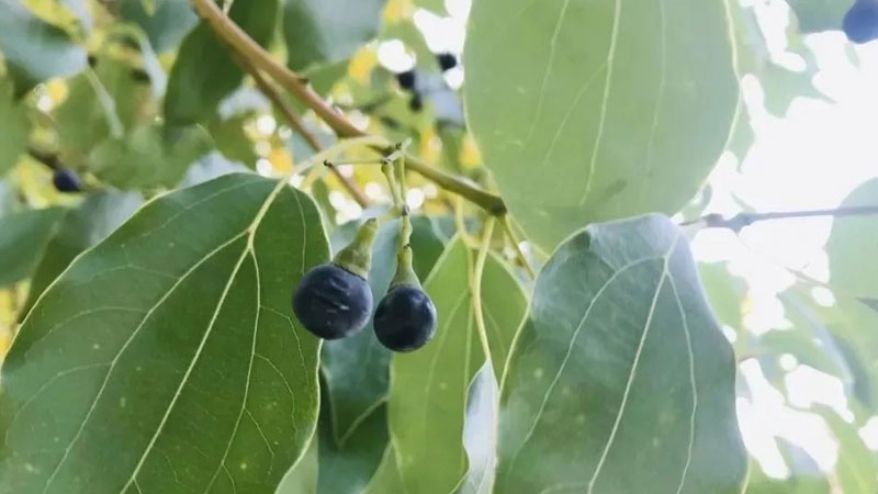 院子里种什么树驱蚊虫