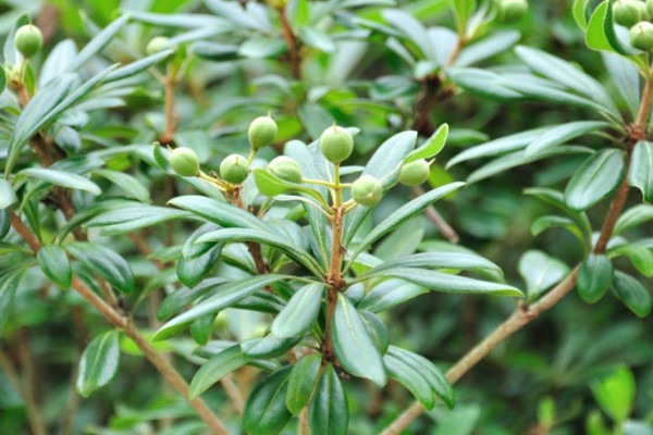 院子里种什么树驱蚊虫